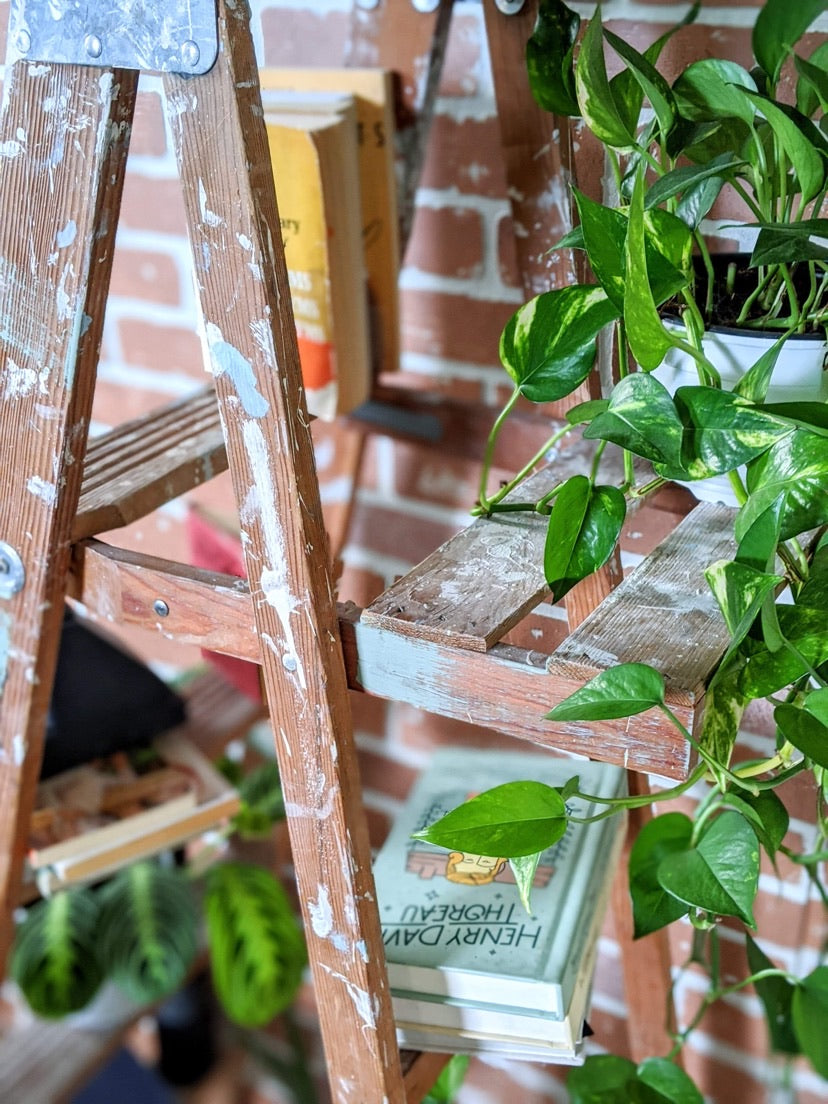 Vintage Ladder Shelf Paint Splatter Plants Victoria BC Secondhand