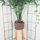 The Bento Plant Stand/Stool